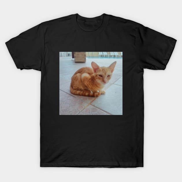 Pretty Siamese Egyptian Red Cat Photography for cat lovers and cat addicts T-Shirt by BoogieCreates